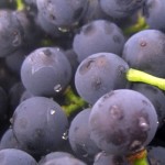 anti aging face packs grapes