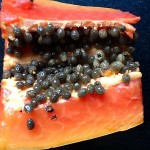 papaya