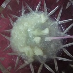 cauliflower juice for black spots