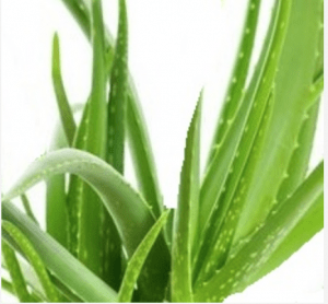 These Magical Herbal Face Packs provides the Perfect Bridal Glow