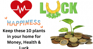 Keep these 10 plants in your home for Money, Health, Happiness & Luck